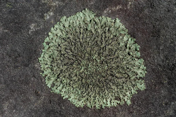 Gros Plan Détaillé Une Tache Lichen Vert Poussant Sur Une — Photo