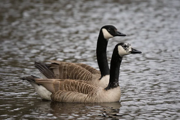 Ein Paar Kanadagänse Schwimmt Dicht Dicht Einem See Schweden — Stockfoto