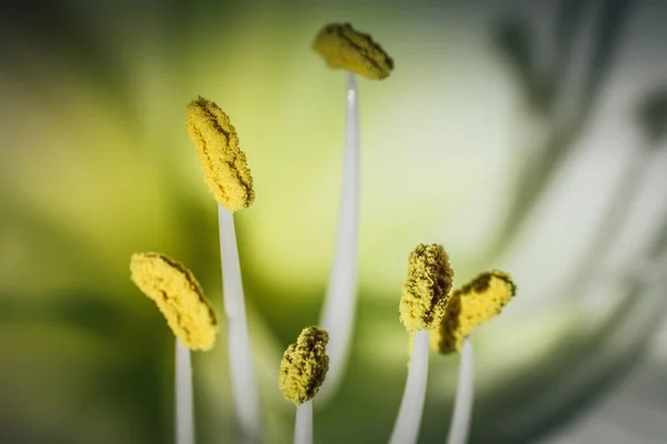 Покриття Жовтих Тичинок Білої Квітки Амарілліс — стокове фото