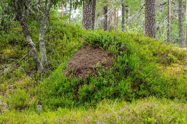 緑のブルーベリーの小枝で覆われたスウェーデンの森の真ん中にある大きな蟻塚 — ストック写真