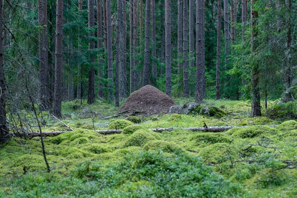 スウェーデンの美しい松林の真ん中にある大きなアンチル 森の床を覆う緑の苔 — ストック写真