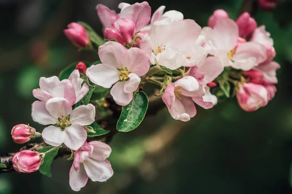 Nahaufnahme Eines Zweiges Von Einem Apfelbaum Der Rosa Und Weiß — Stockfoto