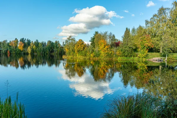 瑞典湖畔的五彩缤纷的秋树 水面上有几只鸭子 平静的水面上有一座座生机勃勃的树 — 图库照片