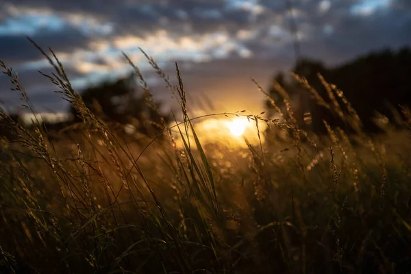 Laag Hoekzicht Van Een Verlichte Grasmat Met Ondergaande Zon Achtergrond — Stockfoto