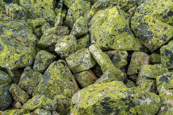 Großer Steinhaufen Mit Vielen Gelben Flechten Oder Moos Die Darauf — Stockfoto