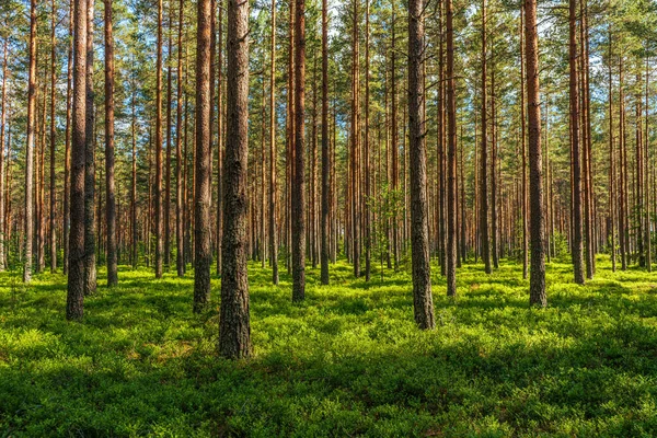 Hermosa Vista Verano Bosque Pinos Verde Bien Cuidado Vibrante Suecia — Foto de Stock
