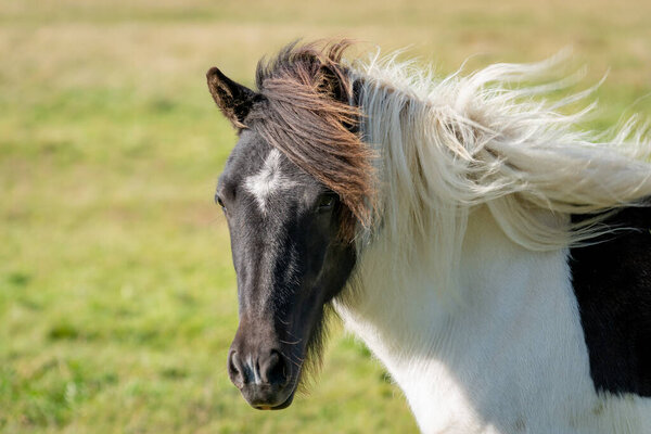 Close up side portrait of  black and white Icelandic horse with long mane blowing in the wind