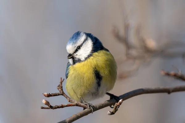 Beautiful Close Blue Tit Small Blue Yellow Bird Also Called — стоковое фото
