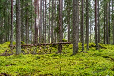 İsveç 'teki güzel çam ve köknar ağaçları orman zemininde kayaları ve kayaları kaplayan kalın yeşil yosun tabakası ile
