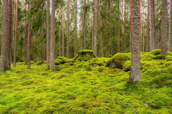 Hermoso Bosque Pinos Abetos Suecia Con Una Gruesa Capa Musgo —  Fotos de Stock