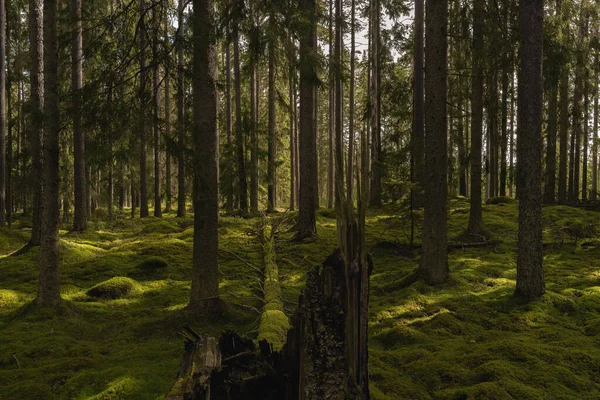 Viejo Hermoso Bosque Abeto Suecia Con Una Gruesa Capa Musgo — Foto de Stock