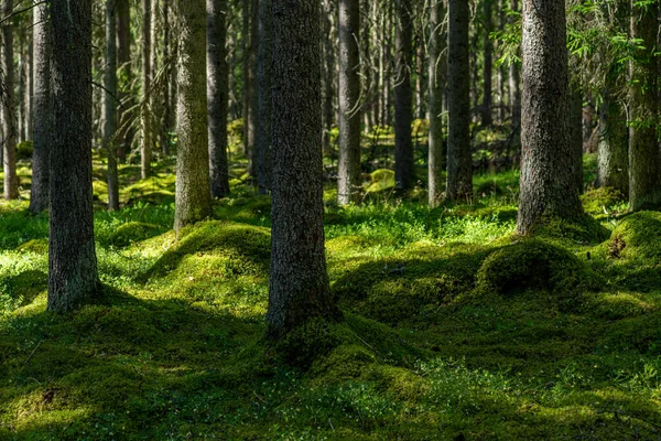 Vista Hermoso Bosque Abeto Suecia Con Una Gruesa Capa Musgo —  Fotos de Stock