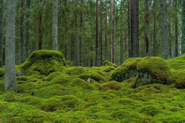 Hermoso Bosque Abeto Verde Suecia Con Grandes Rocas Cubiertas Musgo —  Fotos de Stock