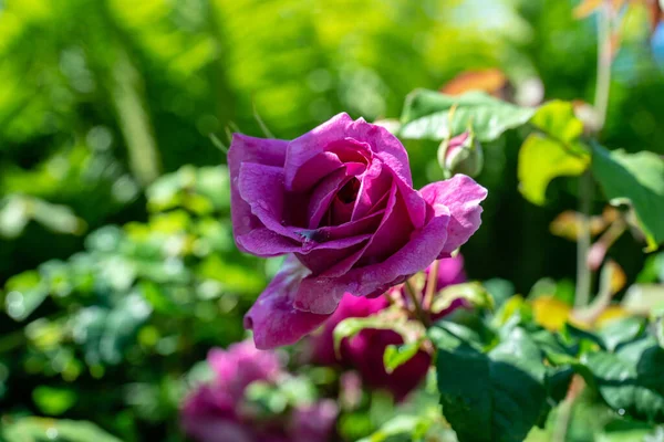 Zbliżenie Różowej Składanej Róży Poranną Rosą Płatkach Otoczonych Zielonymi Liśćmi — Zdjęcie stockowe
