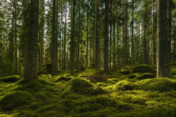 Hermosa Vista Bosque Abeto Pino Elfo Suecia Con Una Gruesa —  Fotos de Stock