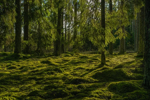 Hermoso Bosque Abeto Verde Suecia Con Una Gruesa Capa Musgo —  Fotos de Stock