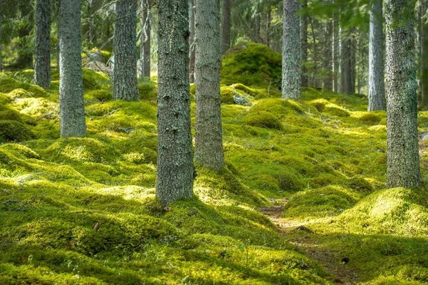 Yerde kalın yosunları olan güzel, canlı yeşil bir orman.