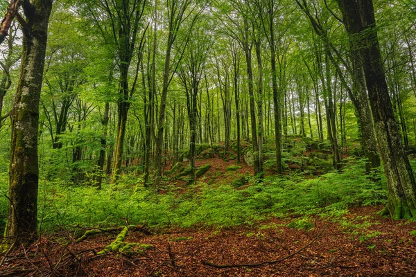 Όμορφο Καταπράσινο Δάσος Οξιάς Στο Skane Στη Νότια Σουηδία Καταπράσινα — Φωτογραφία Αρχείου
