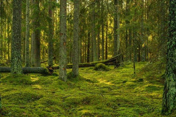 Prachtig Groen Dennen Sparrenbos Zweden Met Een Dikke Laag Groen — Stockfoto