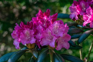 Güzel bir buket pembe Rhododendron çiçeğini, yeşil arka planda çiçek açarak kapat.