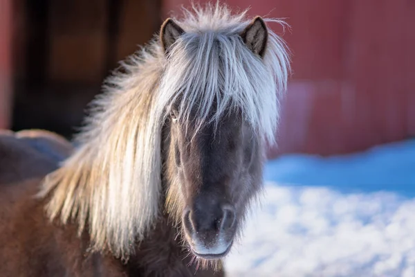 Retrato Belo Garanhão Cavalo Islandês Cor Marrom Prata Com Sua — Fotografia de Stock
