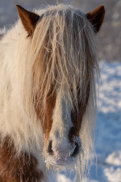 Closeup Cabeça Tiro Cavalo Islandês Pinto Colorido Tempo Inverno Congelante — Fotografia de Stock