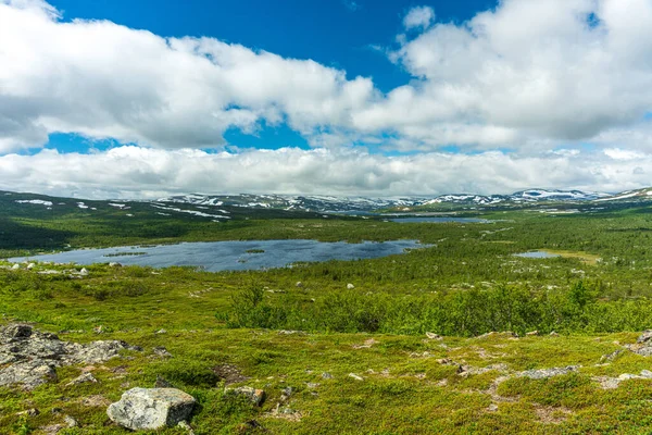 瑞典南部斯卡内美丽的绿色山毛榉林 郁郁葱葱的绿树和布满橘红色叶子的森林地面 — 图库照片