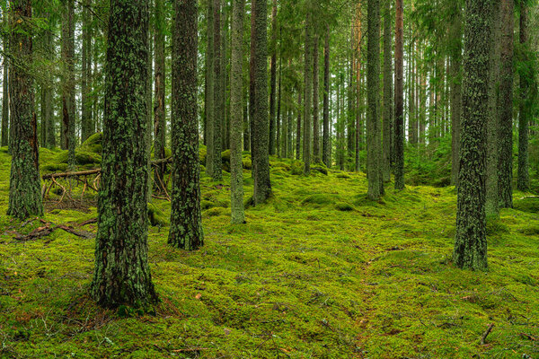 Beautiful and peaceful pine and fir forest in Sweden, with green moss covering the forest floor