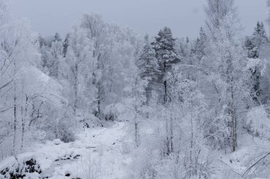 Kalın bir don tabakasıyla kaplı huş ağaçlarının güzel kış manzarası ve karla kaplı zemin.