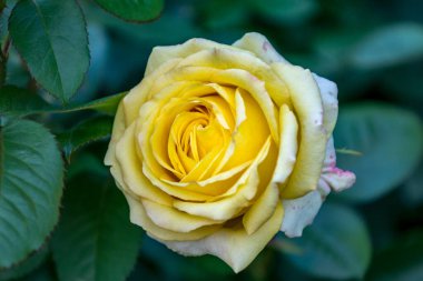 Yeşil yapraklarla çevrili güzel sarı bir güle yaklaş.