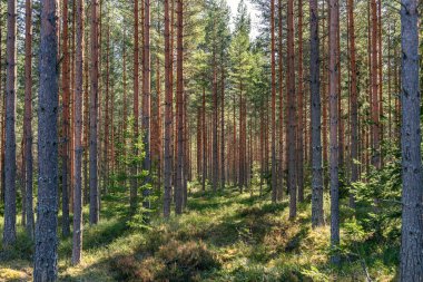 İsveç 'te bahar güneşinde çam ağacı ormanı ve yeşil orman zemini.