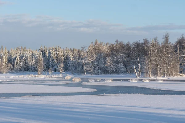 Заснеженные Деревья Лед Озере Красивом Пейзаже Шведской Сельской Местности — стоковое фото