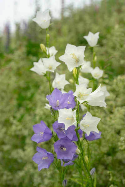 Dos Plantas Flores Campana Diferentes Colores Blanco Azul Creciendo Uno — Foto de Stock