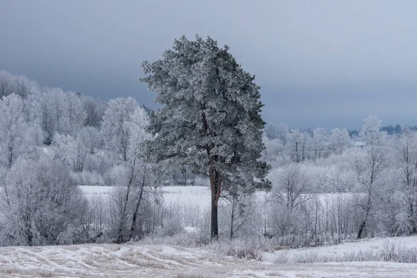 Березовый Лес Единственная Сосна Покрытая Белыми Морозами Льдом Голубое Серое — стоковое фото