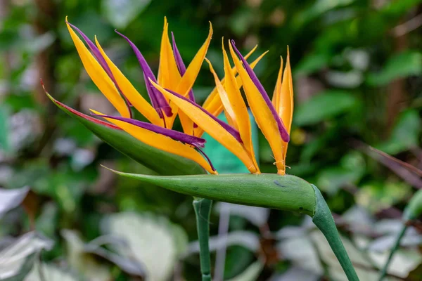 Paradicsommadár Vagy Daruvirág Strelitzia Reginae Különös Bizarr Fajta Színes Virág — Stock Fotó