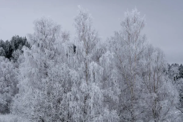 Ледяные Березы Северной Швеции Ветвями Покрытыми Толстым Слоем Белого Мороза — стоковое фото