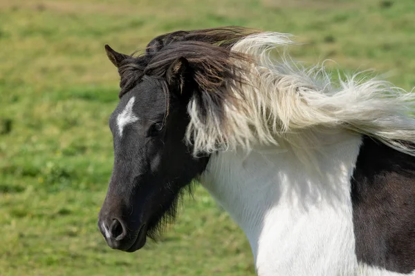 Close Side Portrait Black White Islandês Horse Its Long Mane — Fotografia de Stock