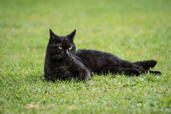 Yeşil çimlerin üzerinde dinlenen siyah bir kediye yaklaşıyoruz.