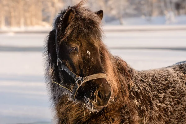 Cavallo Islandese Nero Nel Periodo Invernale Gelido Con Sole Cavallo — Foto Stock