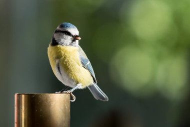 Closeup of a blue tit sitting on a brass candle with soft green background