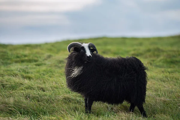 湾曲した角を持つ黒い羊の側面の肖像画 背景に青空と風がウールで吹いて鮮やかな緑の芝生のフィールドに立って — ストック写真