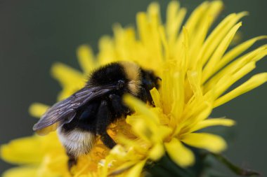 Sarı bir karahindiba çiçeğinin üzerinde oturmuş polen toplayan büyük bir yaban arısının ayrıntıları.