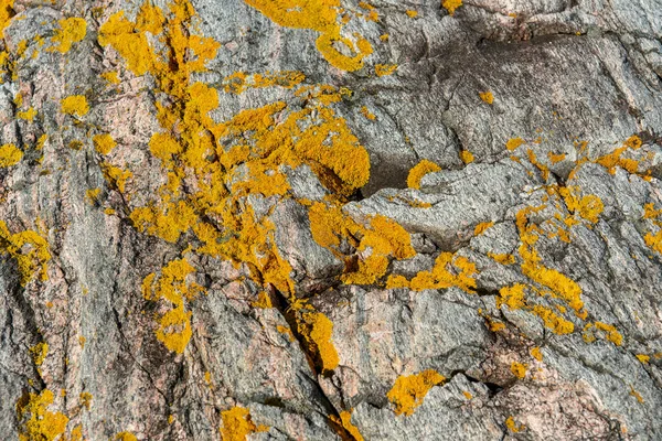 Lebendige Gelbe Flechten Wachsen Auf Einem Großen Felsen Meer Und — Stockfoto