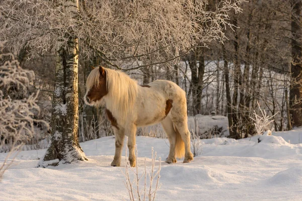 Cavalo Islandês Marrom Branco Livre Neve Dia Frio Inverno Com — Fotografia de Stock