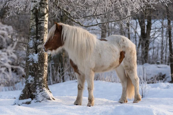 雪の中の茶色と白またはピント色のアイスランドの馬夕方の日差しと木々の霜と寒い冬の日に水ぶくれ — ストック写真