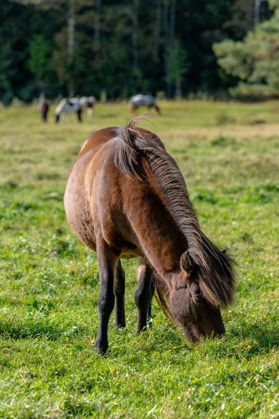 Beautiful Brown Icelandic Horse Grazing Sunlight Green Pasture — Stock Photo, Image