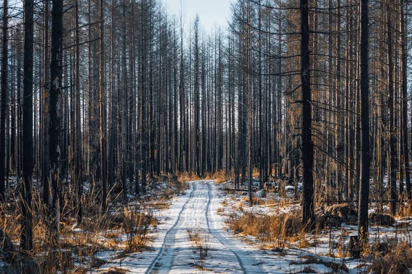 Pequeño Camino Tierra Través Bosque Devastado Por Fuego Todos Los — Foto de Stock