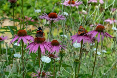 Kelebeklerin nektar içtiği büyük pembe bir koni çiçeğinin olduğu alana yakın.
