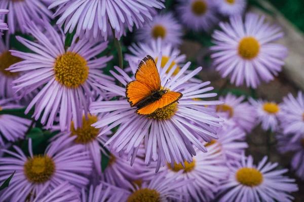 Feld Aus Lila Aster Blüten Mit Einem Leuchtend Orangen Schmetterling — Stockfoto