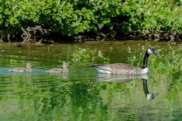 Canadian Geese Swimming Green Shiny Water Bright Sunlight Her Two — Stock Photo, Image